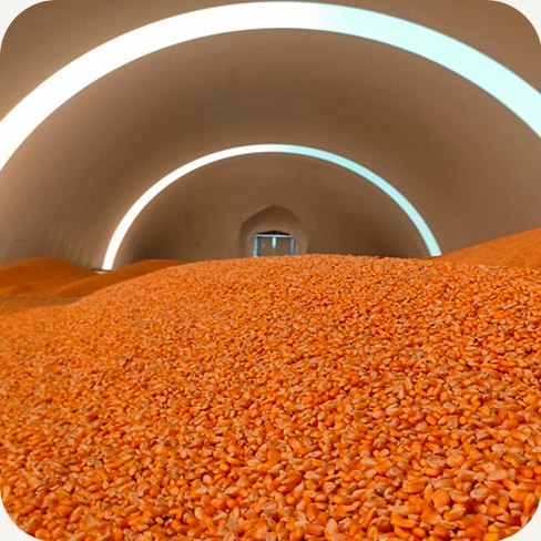 Grãos armazenados dentro de um galpão inflável