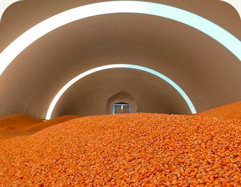 Grãos armazenados dentro de um galpão inflável